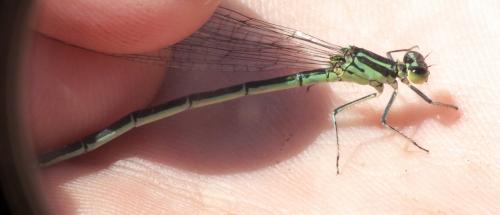 Coenagrion puella